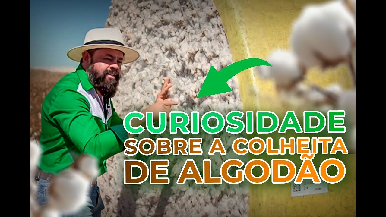 CURIOSIDADE SOBRE A COLHEITA DE ALGOD&Atilde;O