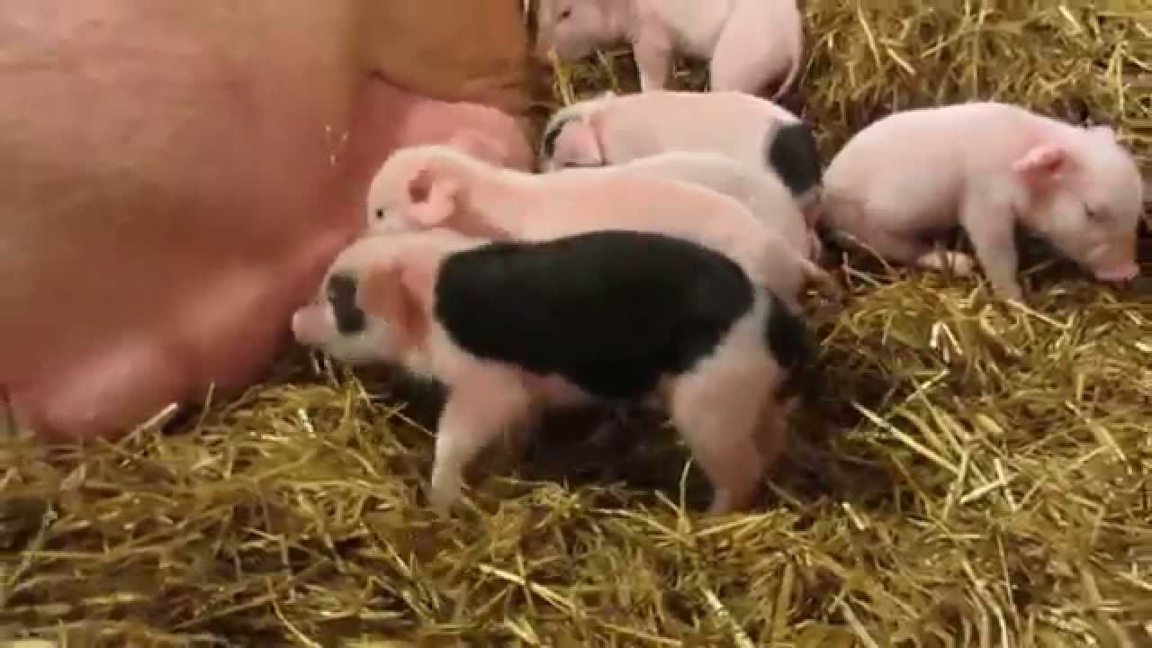 Ollikkalan sikatila