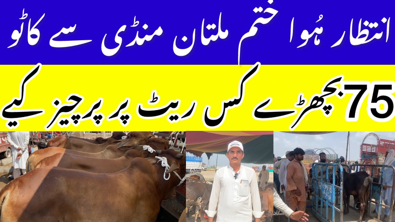 Multan Mandi Sa Kattu 75 Bachray Purchase kiay 🙏