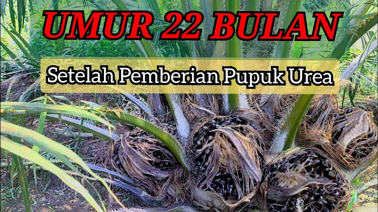 Sawit Umur 22 Bulan & Respon Pemberian Urea terhadap Pertumbuhannya