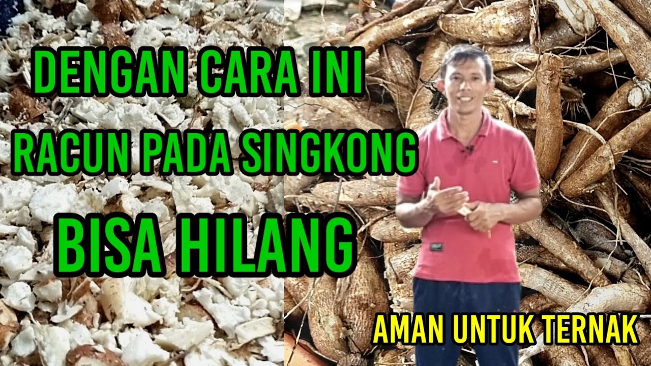 Cara Mengolah Singkong Menjadi Pakan Ternak Kambing,Cocok Untuk Penggemukan.