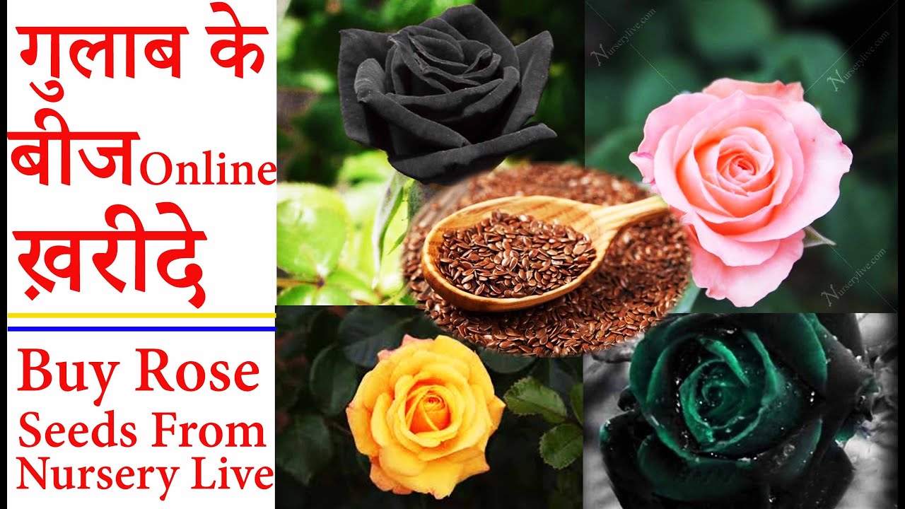 गुलाब के बीज Online ख़रीदे [ Rose Flowers Seeds Buy From Nursery Live Unboxing & Review
