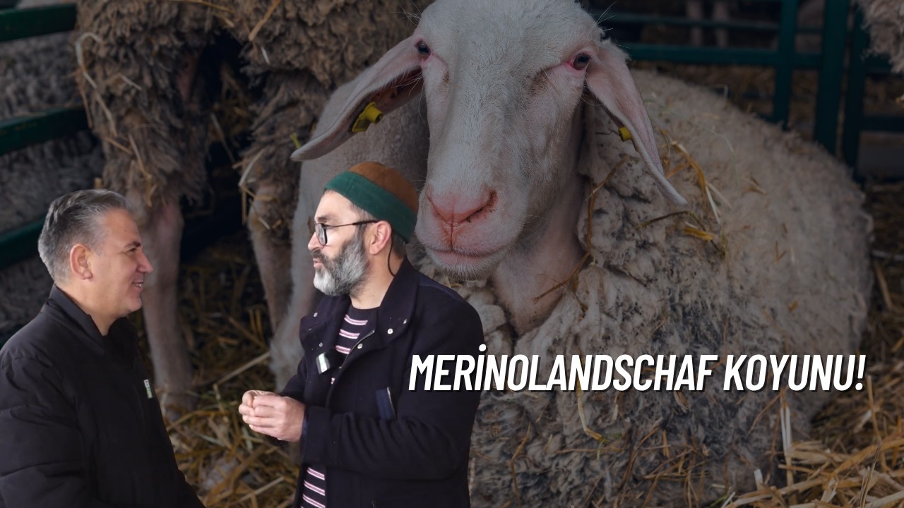 MERİNOLANDSCHAF KOYUN IRKI I ADIM ADIM HAYVANCILIK