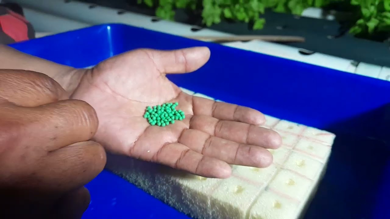GERMINACION DE SEMILLAS  DE  LECHUGA EN ESPONJA
