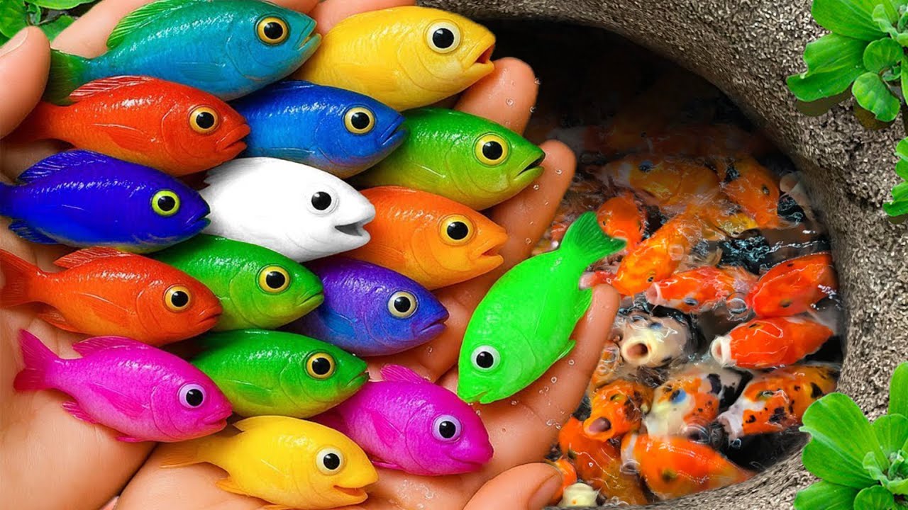 Catch beautiful aquarium fish in small pond baby turtles, molly fish, pencil fish, guppies, iguanas🐠