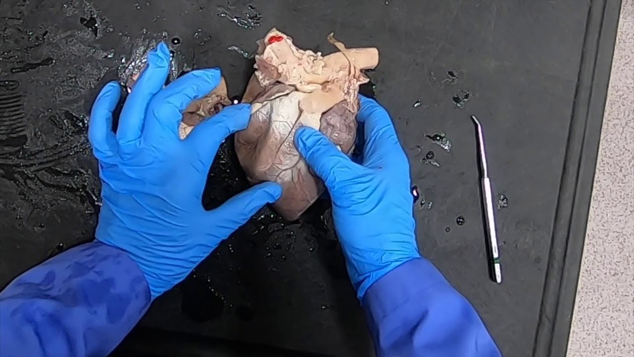 Goat Heart