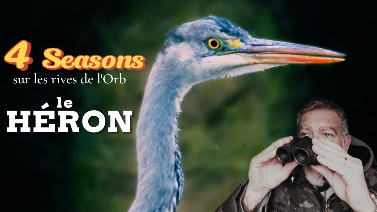 4 SEASONS-LES HERONS #120fps #birdsflying #canonr7 #wildlifephotography #herons
