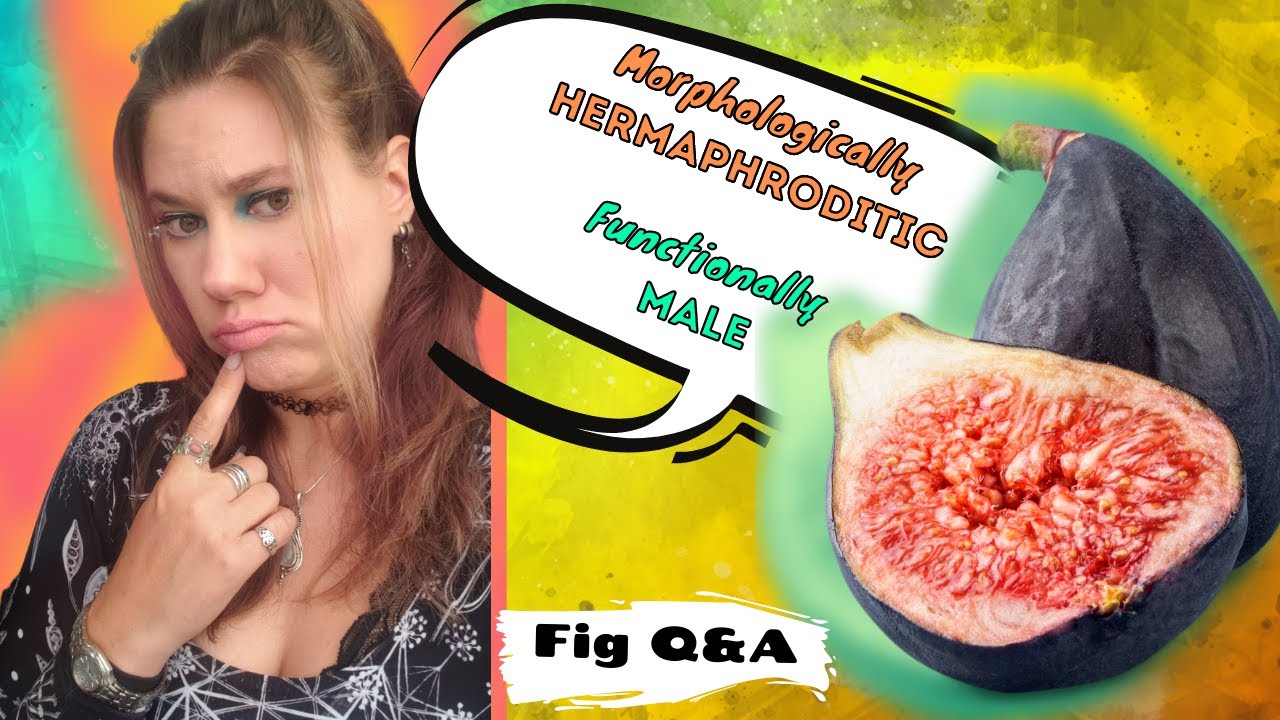 Figs Without Wasps? 🌿  Fig Questions and Answers