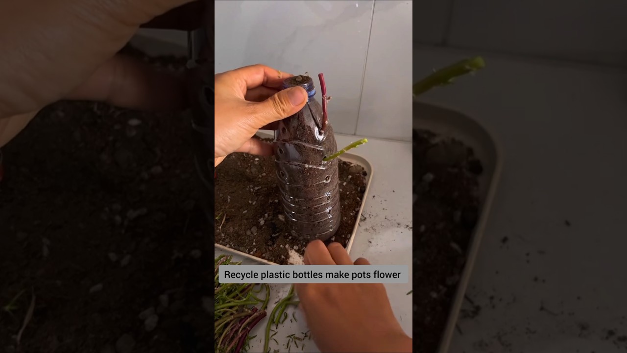 Recycle water bottle turned into pots plant portulaca flower #shorts #plants #diy #flowers