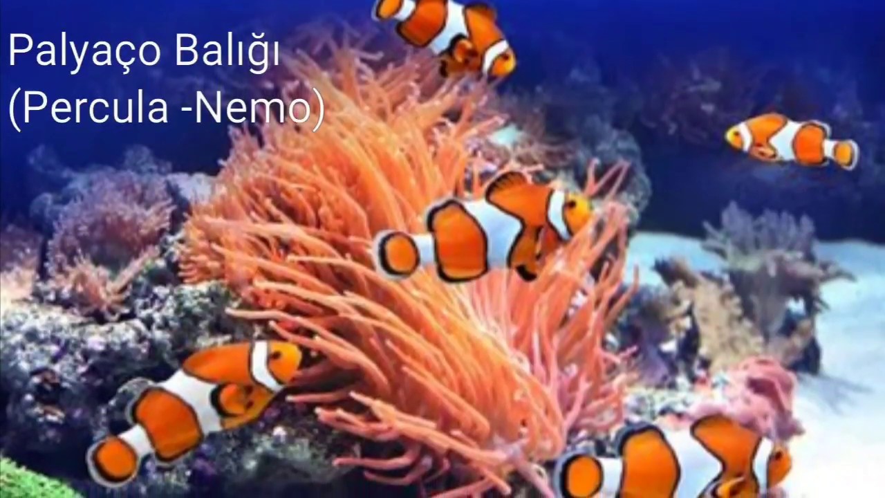 Palyaço - Nemo ( Clown fish ) Deniz Akvaryumu Balık Tanıtım (Tuzlu Su Akvaryumu Balıkları)