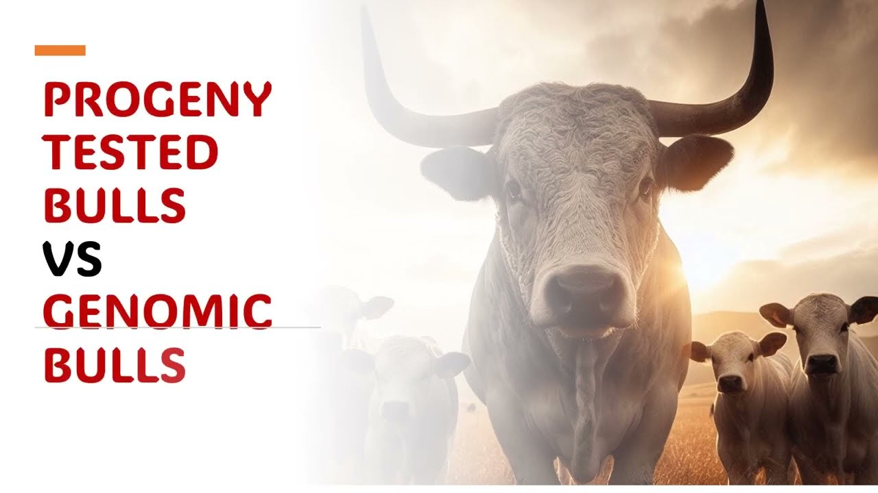 PROGENY TESTED BULLS vs GENOMIC SELECTED BULL| PROVEN BULLS ,WHICH one is better for breeding?