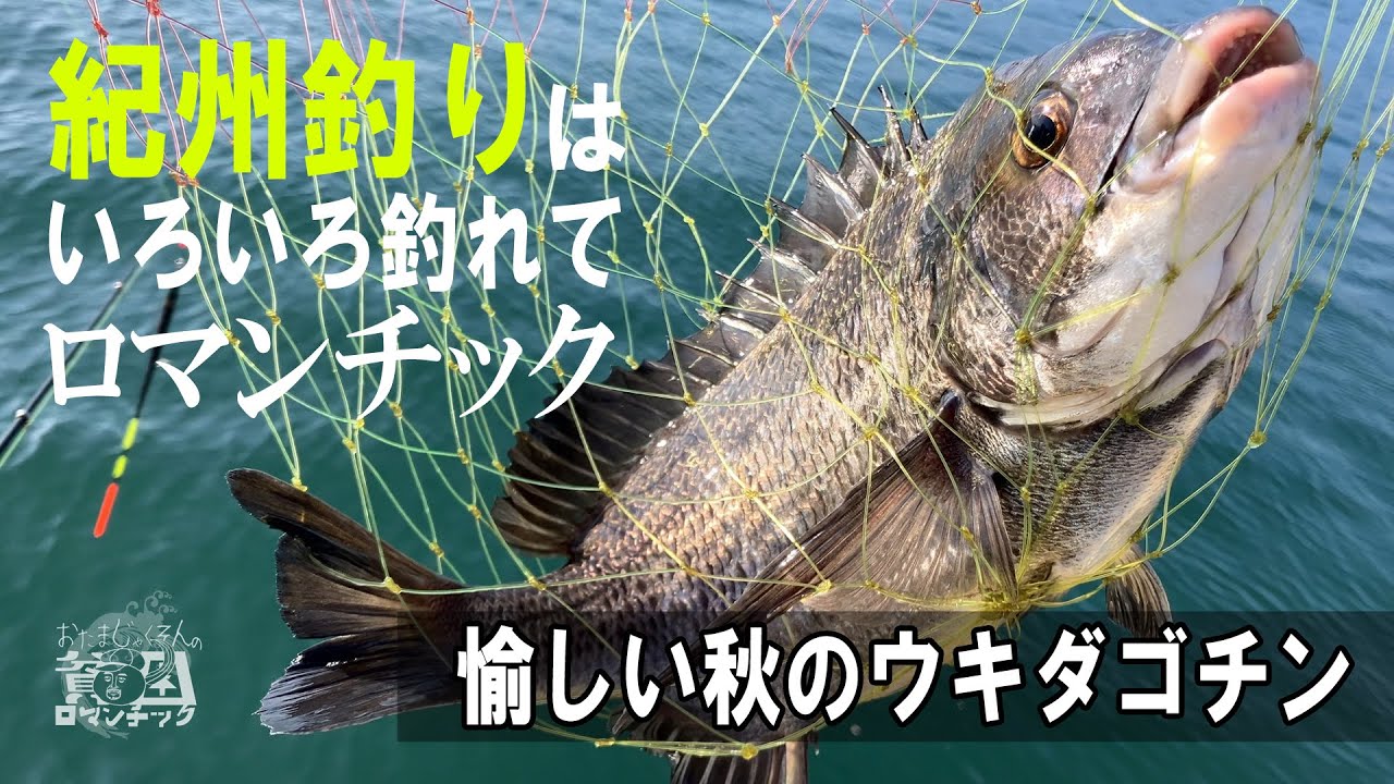 チヌ釣り【愉しい秋の紀州釣り】ウキアタリ９連発！クロダイ以外にも様々な魚が棒ウキを沈めました！貧乏釣りユーチューバー男の黒鯛釣りep.048