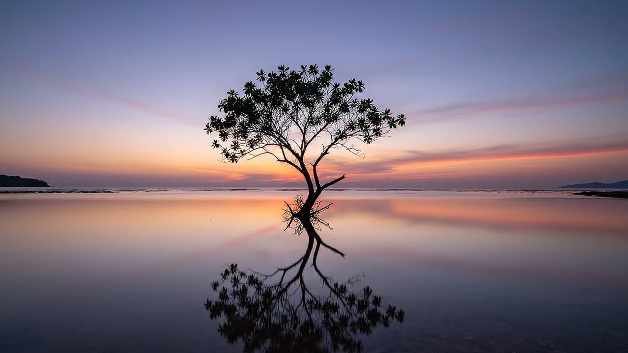 Silent Tree at Sunset | Ocean Breeze Water & Evening Sleep Ambience