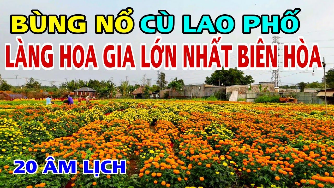 Bùng Nổ LÀNG HOA LỚN NHẤT BIÊN HÒA TẠI CÙ LAO PHỐ HOA NỞ RỰC RỠ 