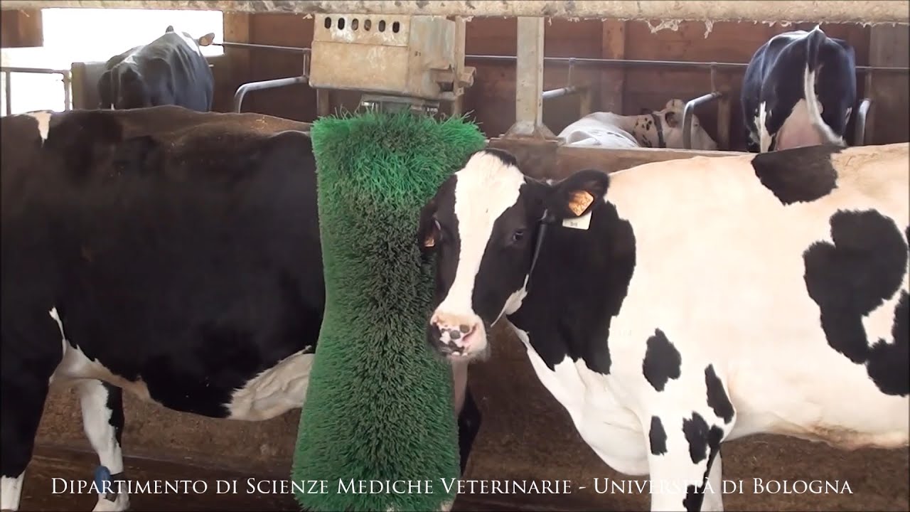 La stalla bovina del Dipartimento di Scienze Mediche Veterinarie