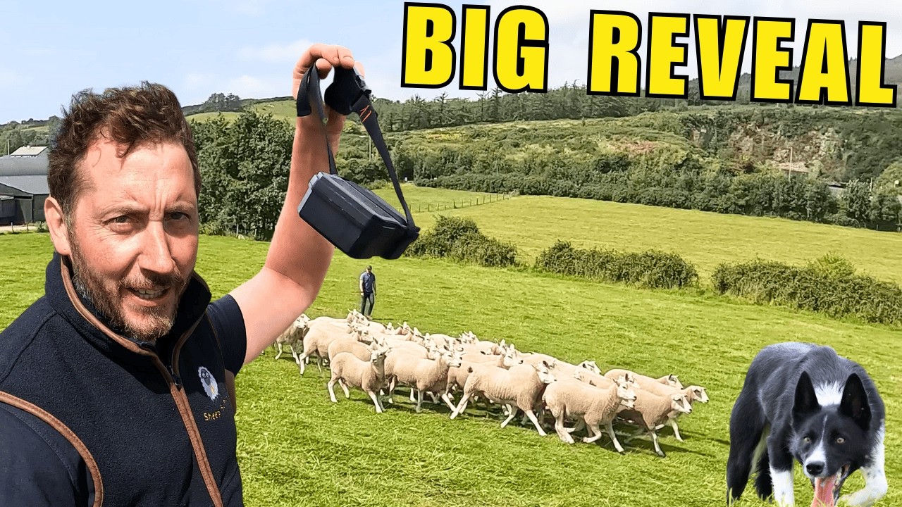 Sheepdog Action & Our Invention Reveal at Packed Open Day