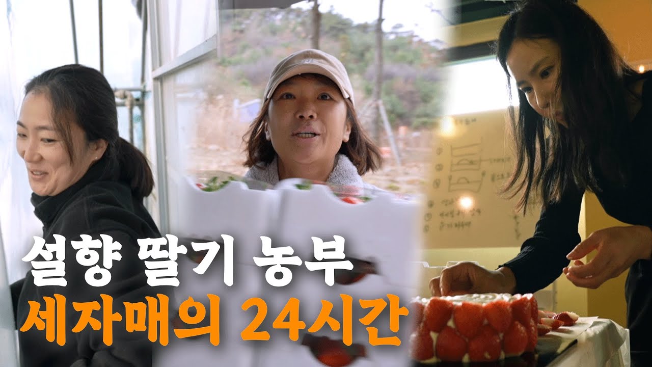 [나는 농부다 385회 2부] 딸 부잣집 딸기 하우스🍓