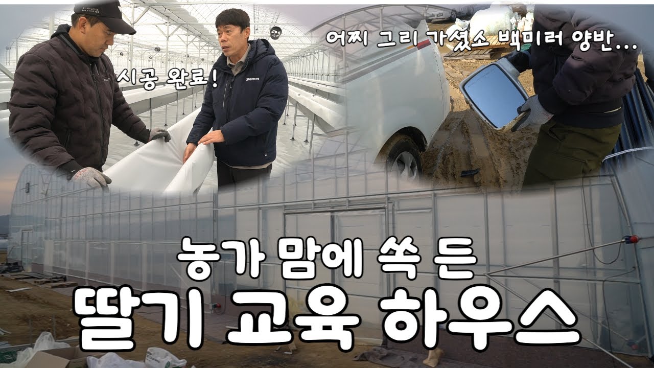 딸기 농사 방법 배우려면 여기 좋겠네요_딸기 하우스 완성편 #청보농자재 #청보 #비닐하우스