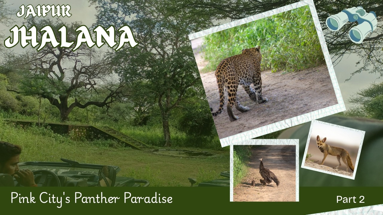 Jhalana : Pink City's Panther Paradise-Part 2| झालाना : गुलाबी शहरातील बिबट्याचं स्वर्ग-भाग 2