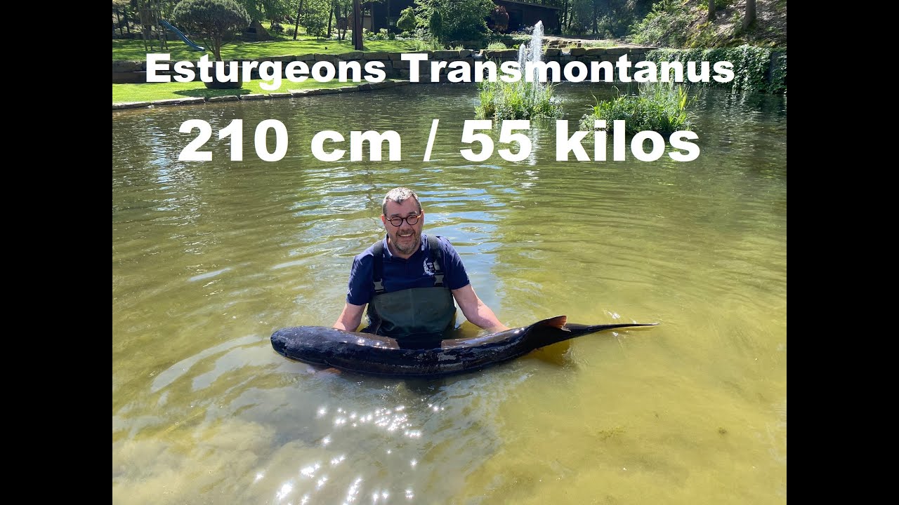 Esturgeons Transmontanus 210 cm  55  Kg