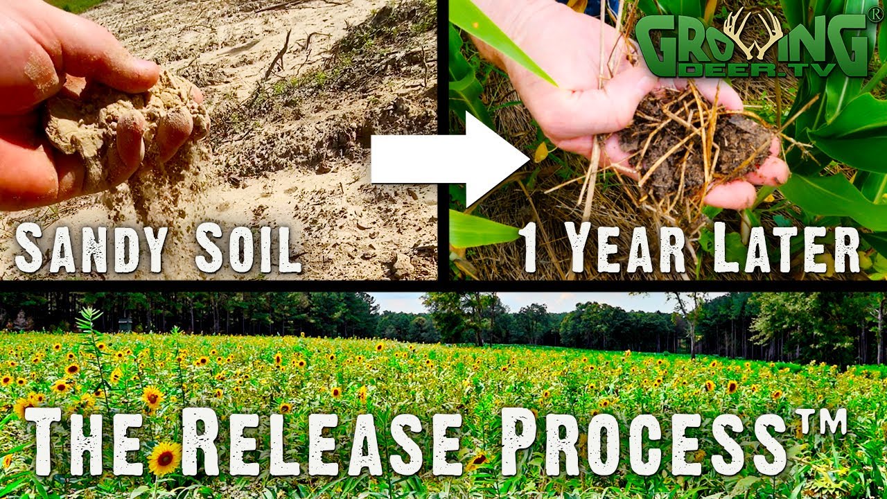 East Texas: His Best Food Plots in 35 Years!  See Why! (644)