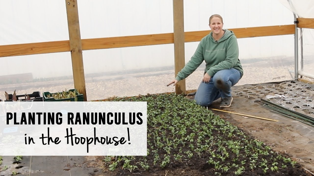 Planting Ranunculus in the Hoophouse : Growing Cut Flowers at Sunshine and Flora Flower Farm