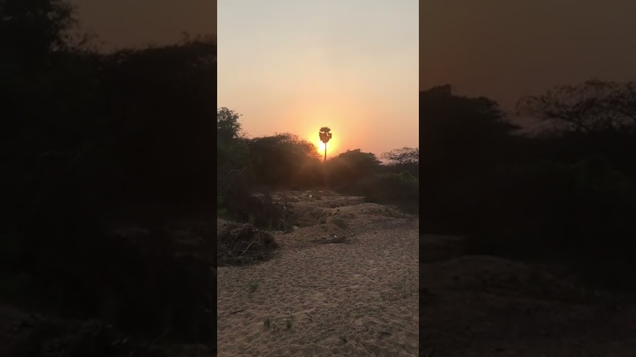 Amazing sunset in forest 🌳&hellip;