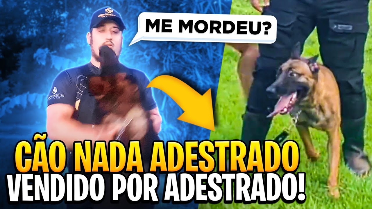 PASTOR ALEMÃO DE GUARDA, MANSO? 🫣
