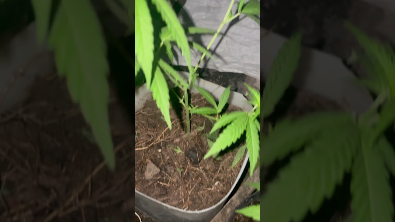 Outdoor Marijuana/ Cannabis Grow Guide 2025