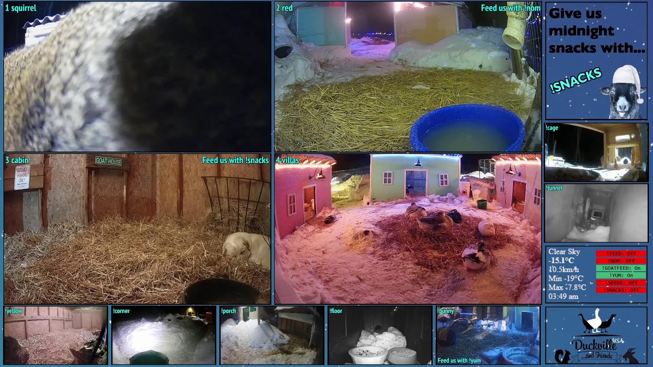 FREE DAILY FEED - Relax with ducks, goats, pups, squirrels, bunnies and other animals!