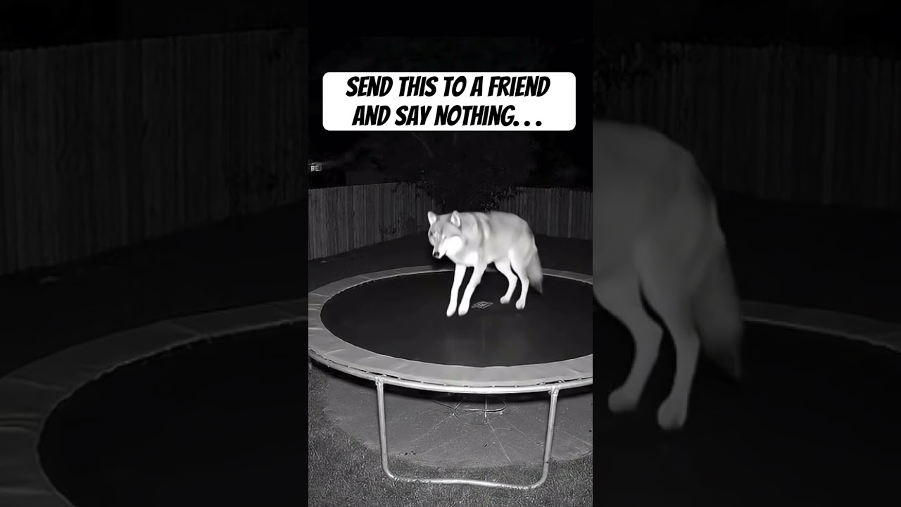Wolf jumping on Trampoline #memes #funny #animals #fyp #wolf #trampoline