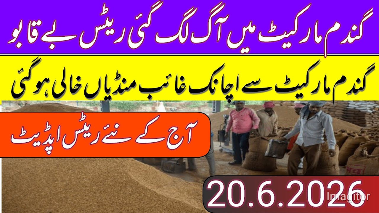 New Gandum Rates Today 2026 || New Wheat Price Today || Gundam kay RatesToday 2026