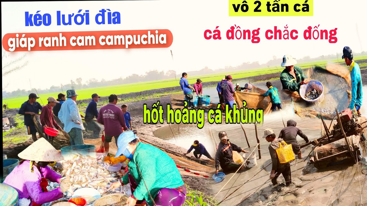 Bất ngờ hốt hoảng kéo lưới lên bỏ mảng mùa nước giáp ranh ở bất đai Campuchia vô 2 tấn cá đồng 