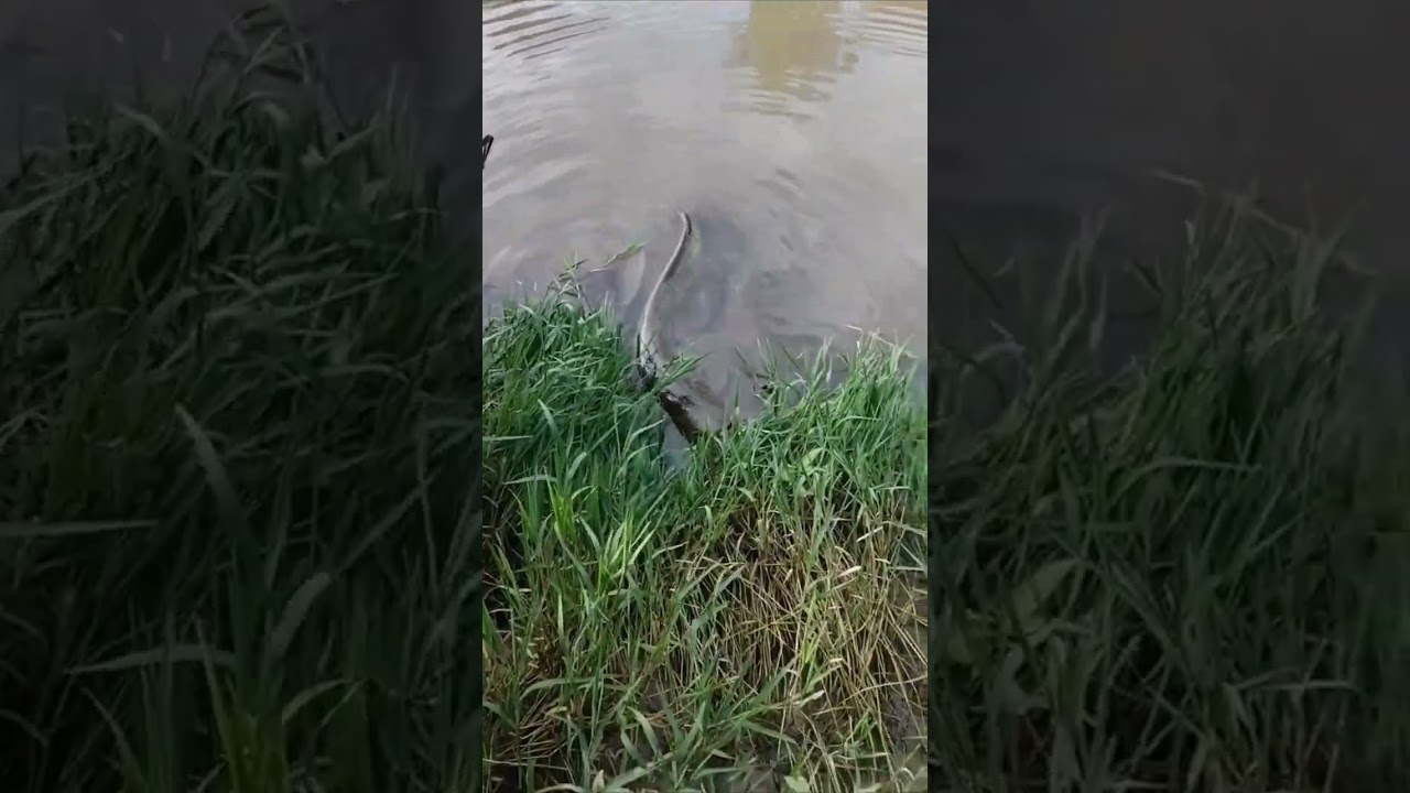 sirulo pesca ebro
