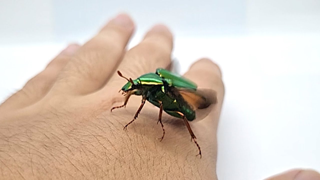 BEAUTIFUL Shiny Green Beetle in Flight - Chalcothea smaragdina