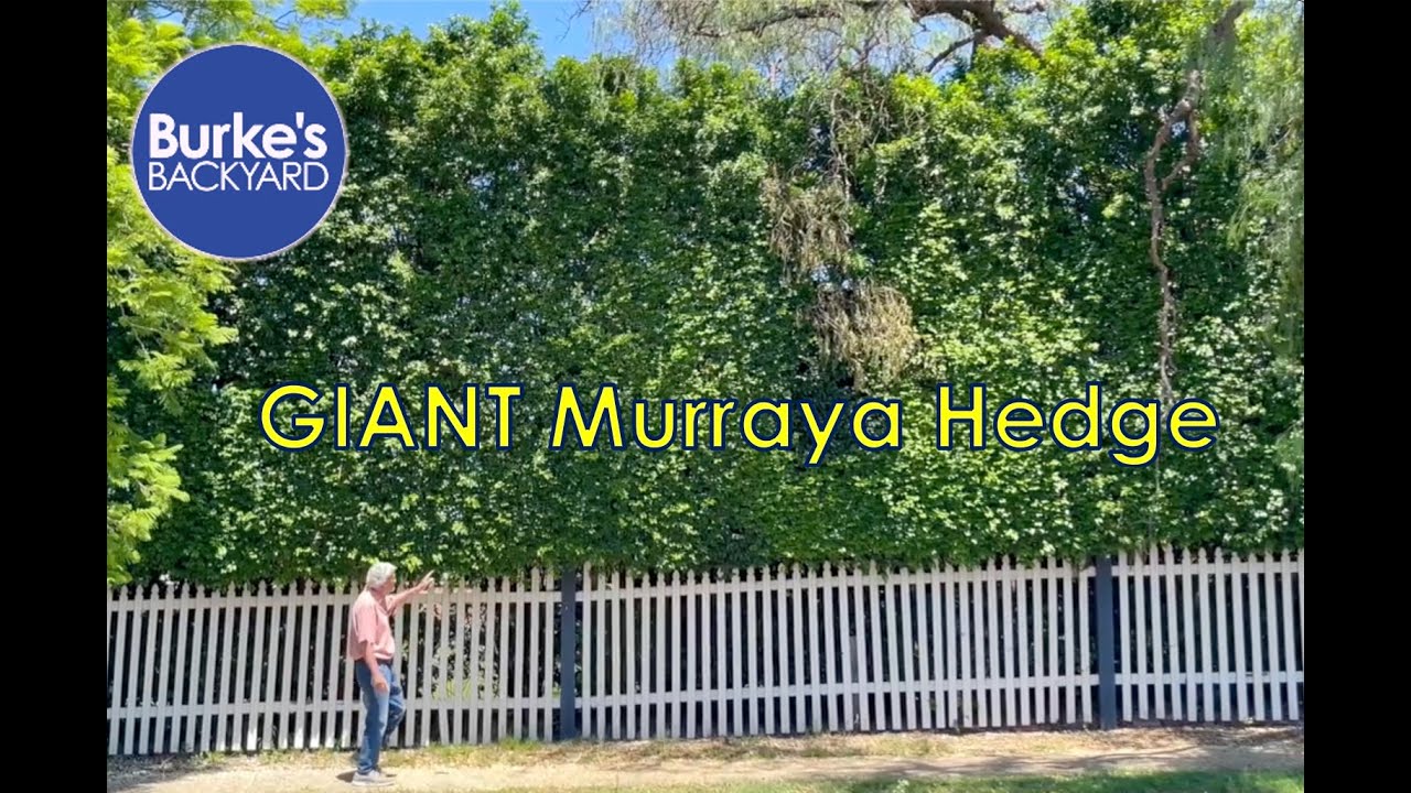 Giant Murraya Hedge