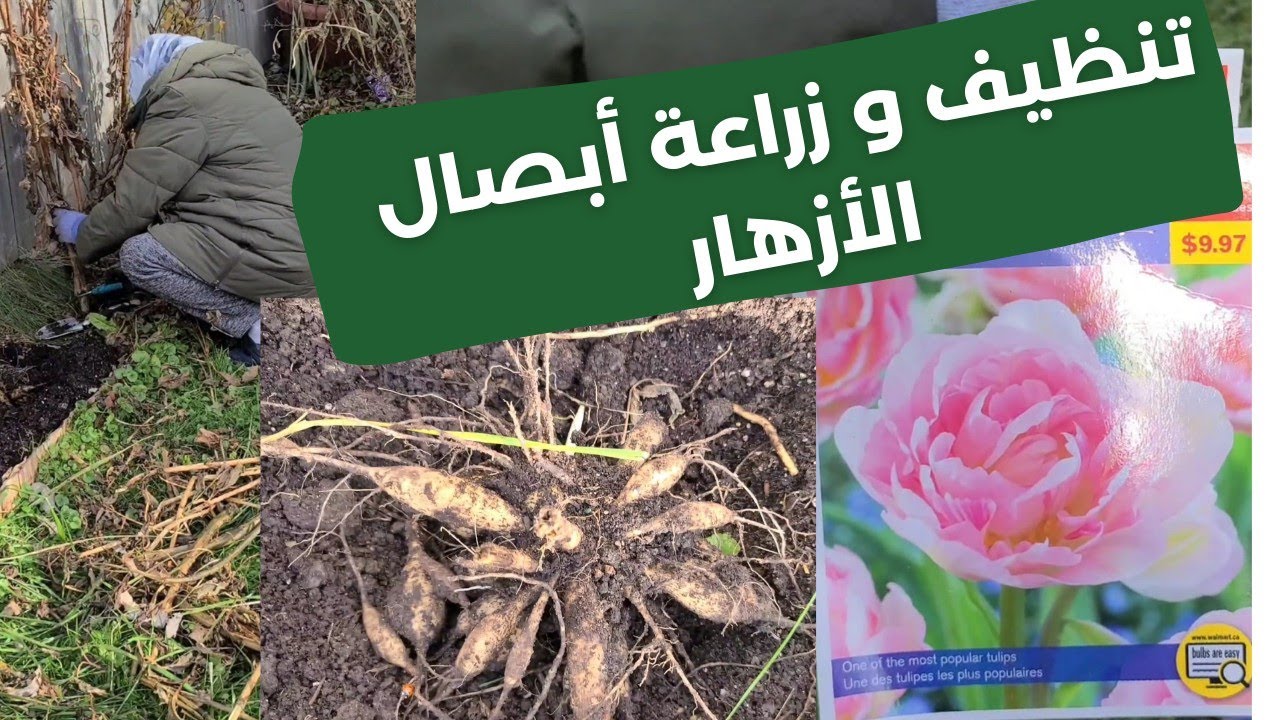 تنظيف، حفظ درنات و زراعة أبصال التوليب و النرجس Cleaning, overwintering tubers and planting bulbs