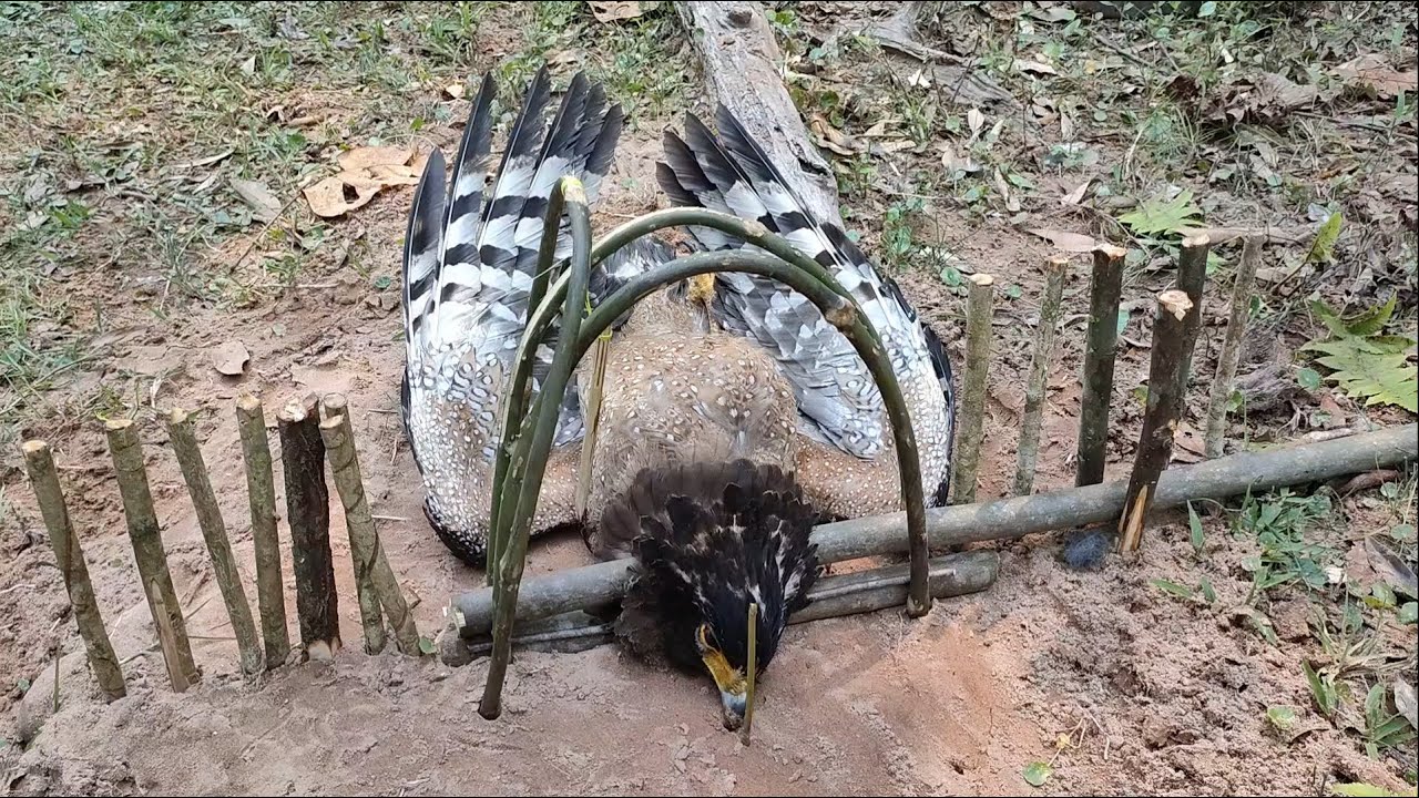 Wild Trap: Good trap and Create an awesome trap to catch eagle in the Jungle