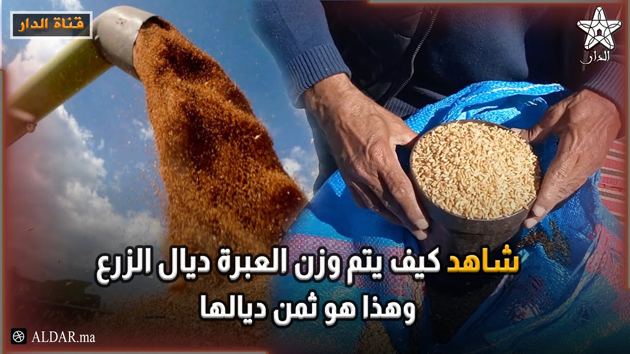 شاهد كيف يتم وزن العبرة ديال الزرع وهذا هو ثمن ديالها