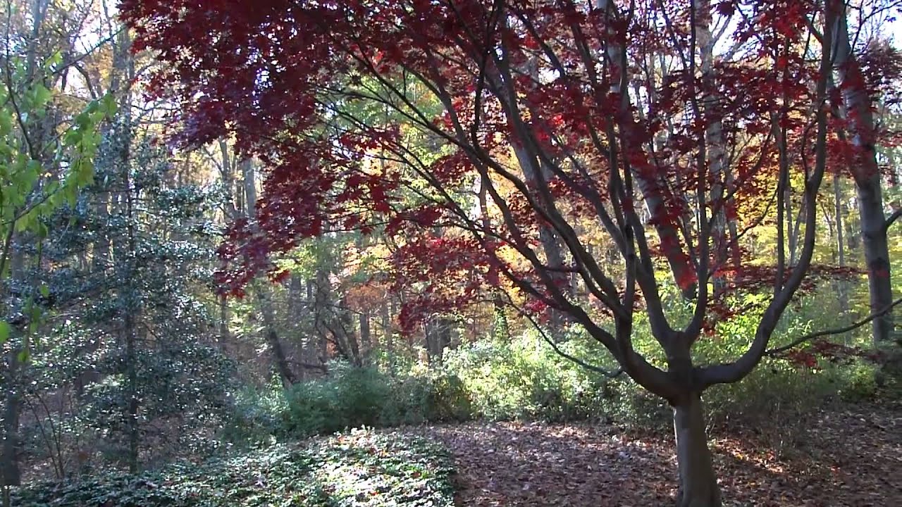 Baltimore Photographer Pretty Fall Trees