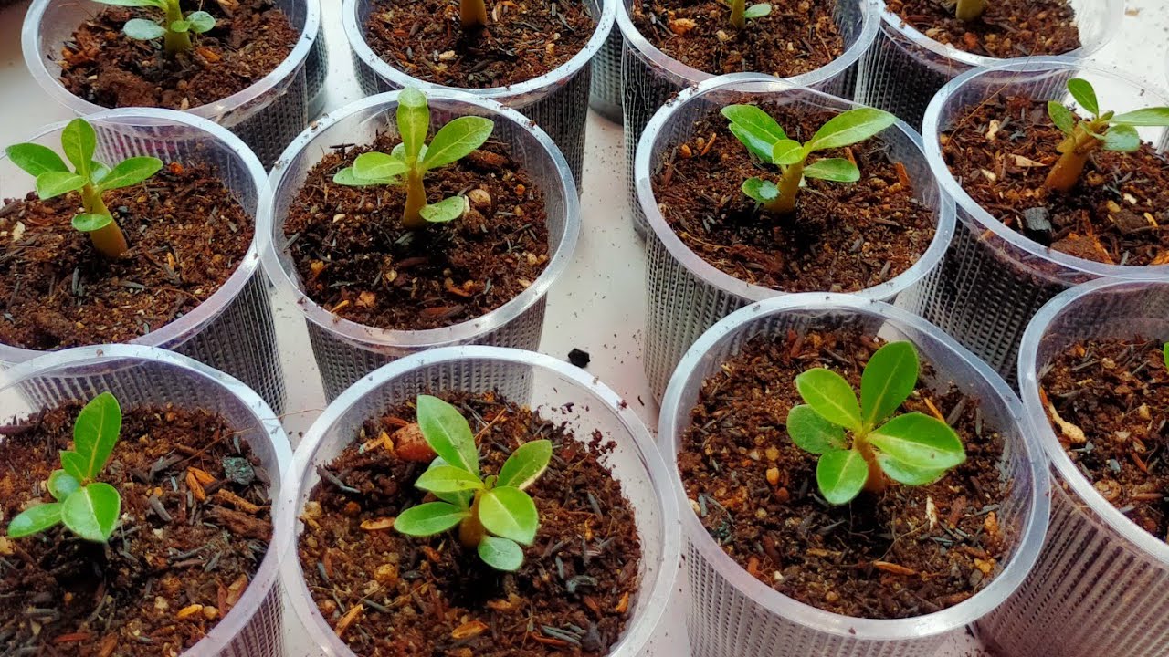 How to repot adeniuam seedling ll best potting mix for adenium seedlings ll