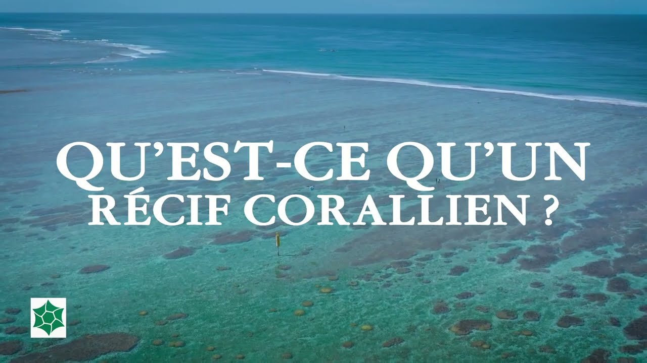Qu'est-ce-qu'un récif corallien? {Vidéo financée par l'Europe, FEDER, la Région Réunion et l'Etat}