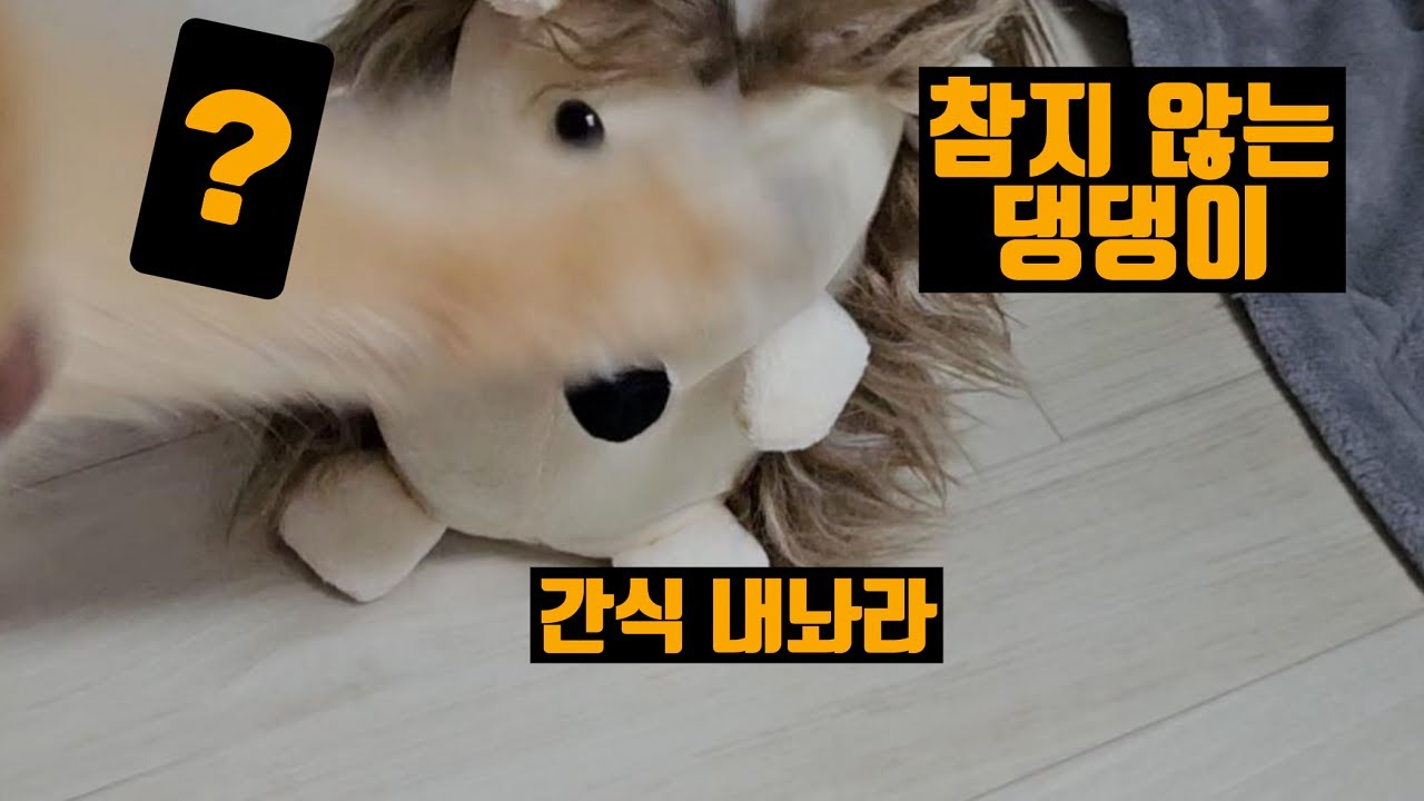 참지 않는 강아지 (폭력 주의 🐶)