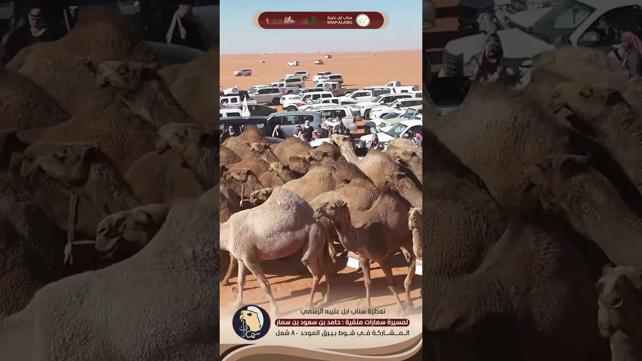 تغطيتنا لمسيرة سمارات منقية حامد بن سعود بن سمار في بيرق الموحد ٨٠