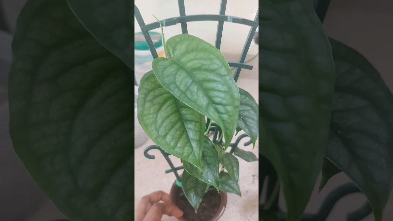 Monstera Siltepecana New Moss Pole #plant #monsteramonday #houseplants #rarehouseplants