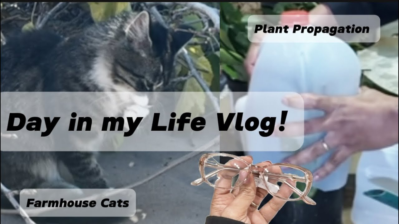 Plant propagation, ordered Kainaat eye glasses at Walmart for first time, cats in my farmhouse #fypp