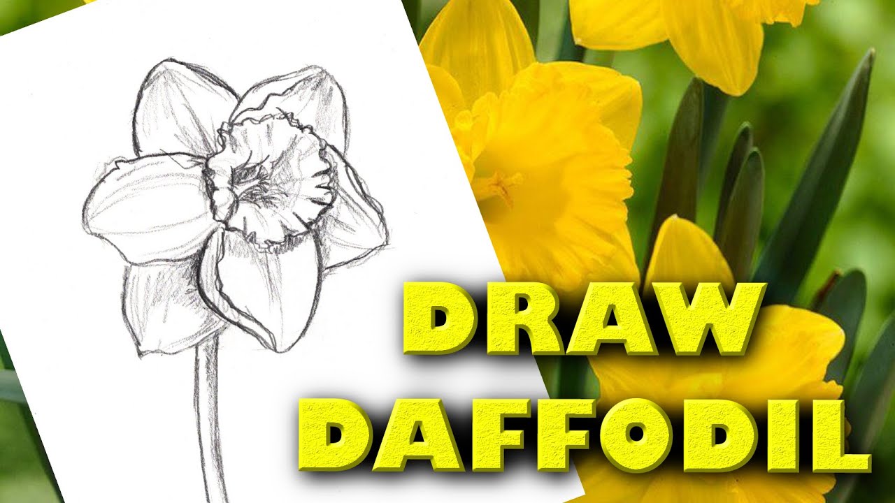 HOW TO DRAW A DAFFODIL Step by Step Drawing Tutorial. Guided realistic blooming spring flower sketch