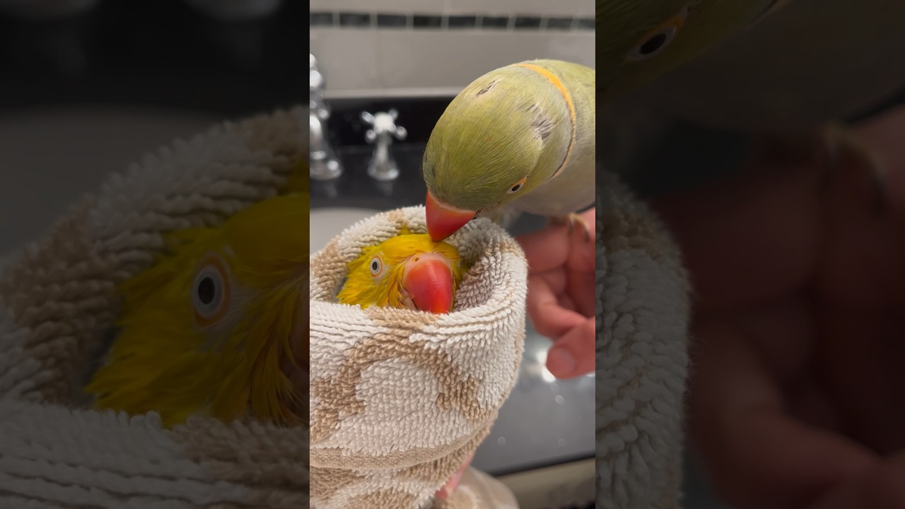 ✨Burrito mode✨#talkingbird #talkingparrot #cuteanimals #funnyanimals #bathtime