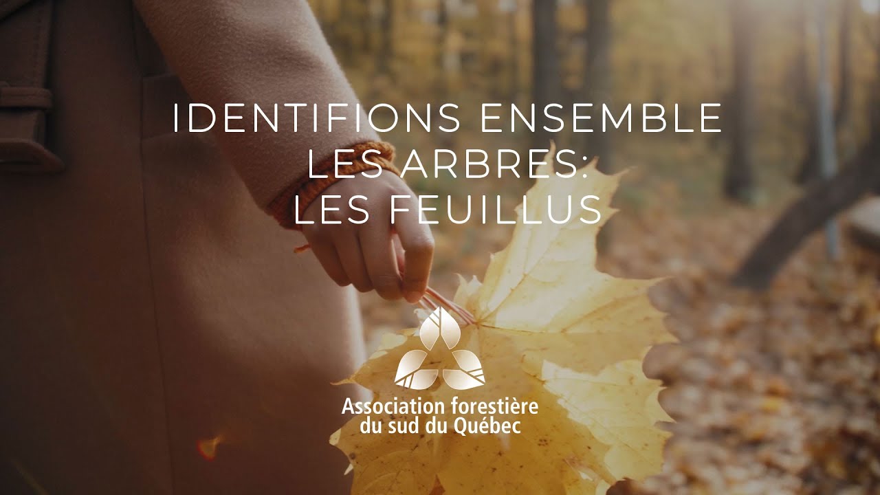 Découvrir la forêt : Identifions ensemble les feuillus