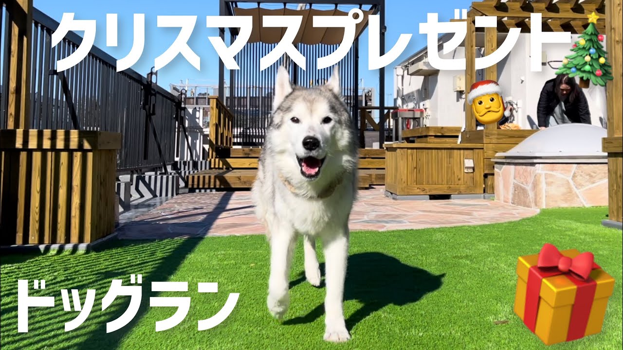 クリスマスプレゼントで自分専用ドッグランを手に入れて最強になったシベリアンハスキー